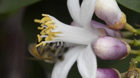 Bee on white flower Video stock 107838091
