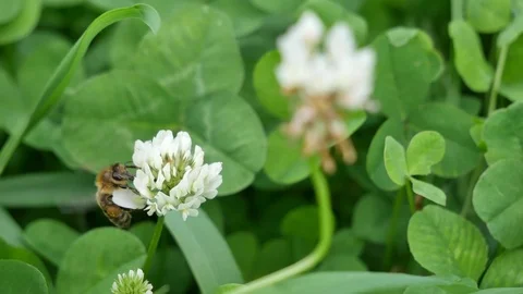 Bee on a white flower Stock Footage 115234185