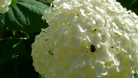 Bee on white flower Stock Footage 116644611
