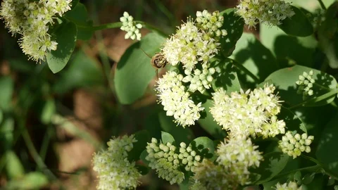 Bee on a white flower. 스톡 동영상 117096465