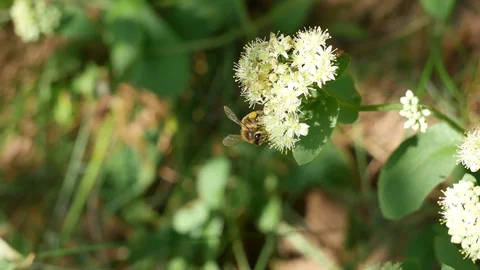 Bee on a white flower. Vídeo Stock 117223372
