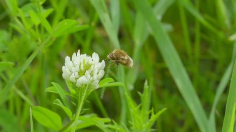 A bee on a white flower Stock Footage 121249653