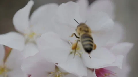 Bee on white flower Stock Footage 138741074