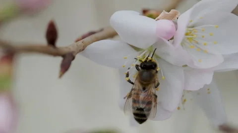 Bee on white flower Stock Footage 138741100