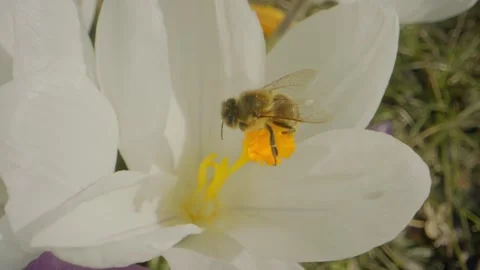 Bee on a white flower Stock Footage 152528353