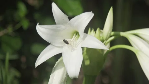 Bee on a white flower Stock Footage 166646776