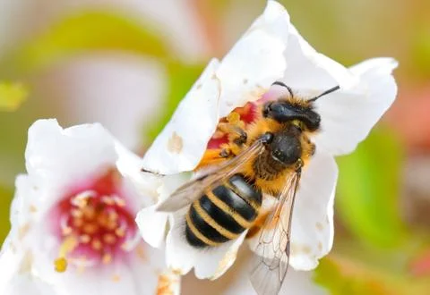 Bee in a white flower Stock Photos