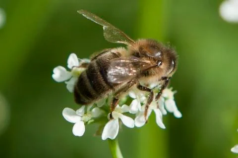 Bee on a white flower Stock Photos