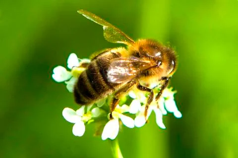 Bee on a white flower Stock Photos
