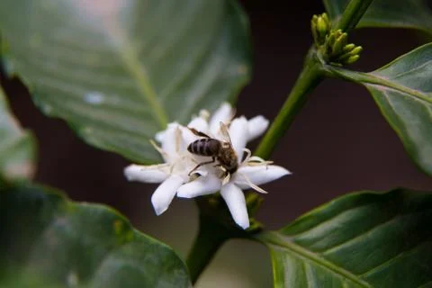 Bee in white flower Stock Photos