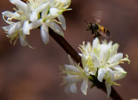 Bee in white flower Stock Photos