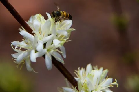 Bee in white flower Stock Photos