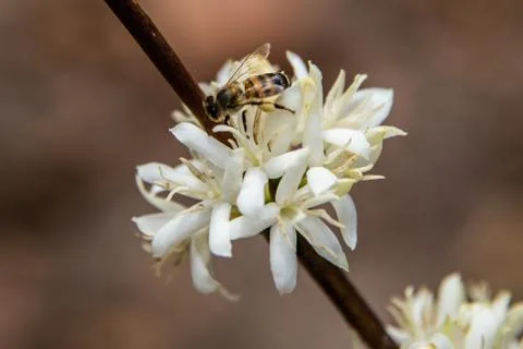 Bee in white flower Stock Photos