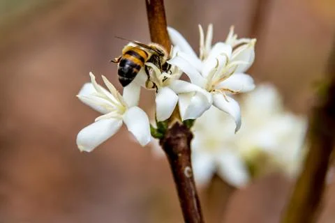 Bee in white flower Foto stock