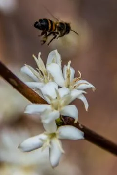 Bee in white flower Stock Photos