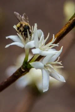 Bee in white flower Stock Photos