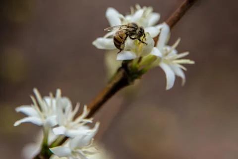 Bee in white flower Stock Photos