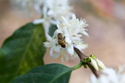 Bee in white flower Stock Photos