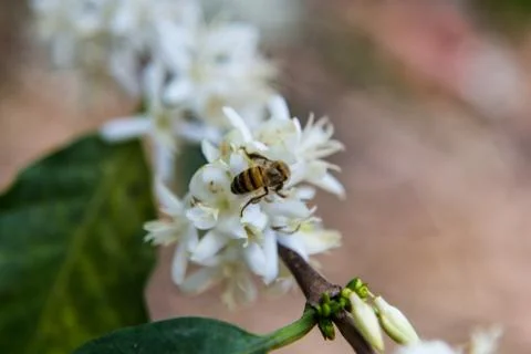 Bee white flower Stock Photos