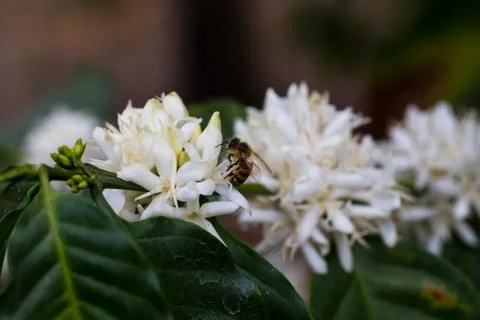 Bee white flower Stock Photos