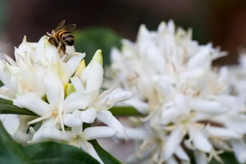 Bee white flower Stock Photos