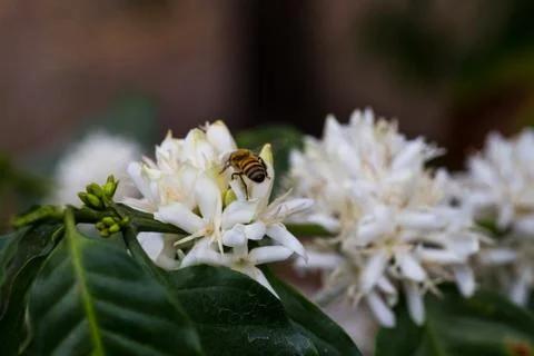 Bee white flower Stock Photos