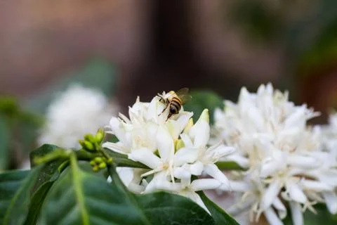 Bee white flower Stock Photos