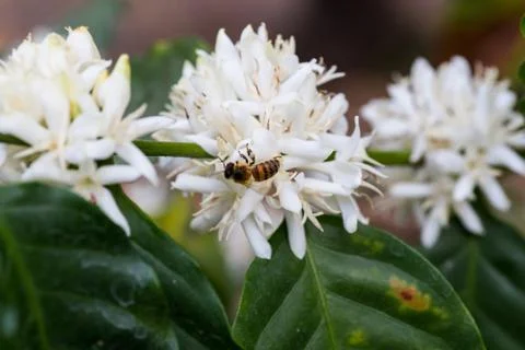 Bee white flower Fotos Stock