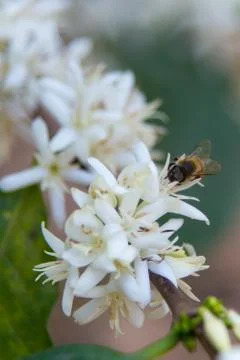 Bee white flower Stock Photos