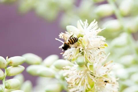 Bee on a white flower Stock Photos