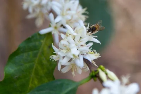 Bee white flower Stock Photos