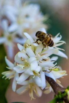 Bee white flower Stock Photos