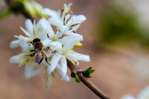 Bee white flower Stock Photos