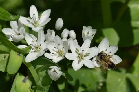 Bee on white flower 写真素材
