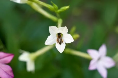Bee on a white flower Stock Photos