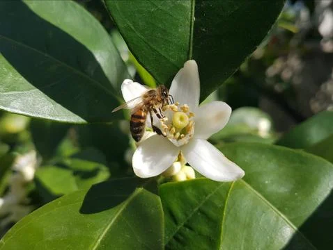 Bee on a white flower Stock Photos