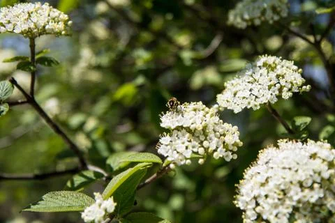Bee on white flower Stock Photos