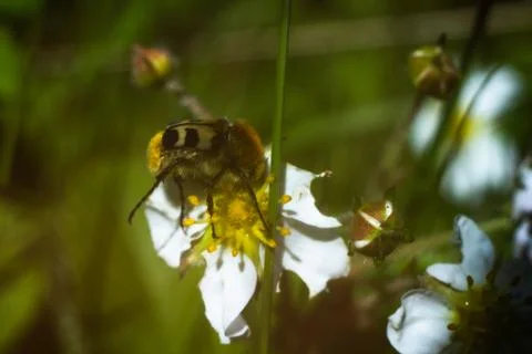 Bee on white flower Photos
