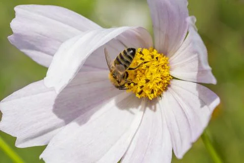 Bee on a White Flower Stock Photos