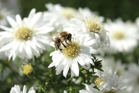 Bee on a white flower Stock Photos