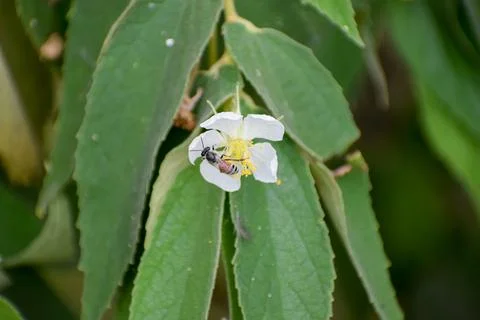 Bee on a white flower. Stock Photos