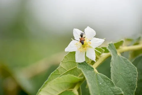 Bee on a white flower. Stock Photos