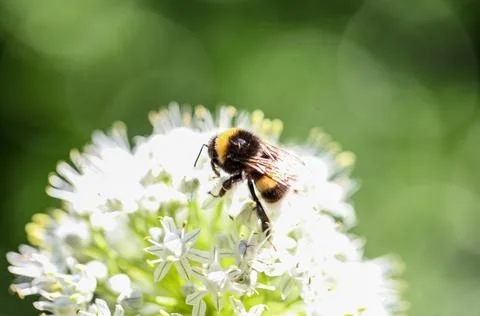 Bee on white flower Stock Photos