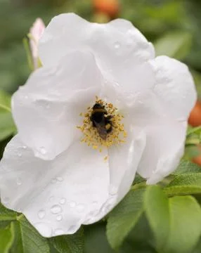 Bee on a white flower Stock Photos