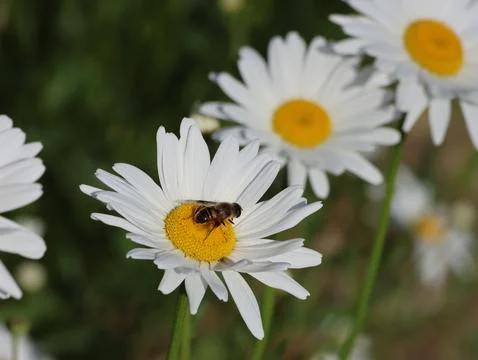 A bee is on a white flower Stock Photos