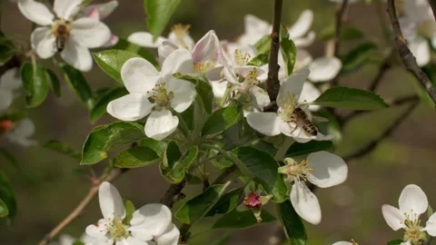 Bee on a white flower on a tree. Bee picking pollen from apple flower. Stock Footage 154240755