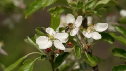 Bee on a white flower on a tree. Bee picking pollen from apple flower. Stock-Footage 154240777