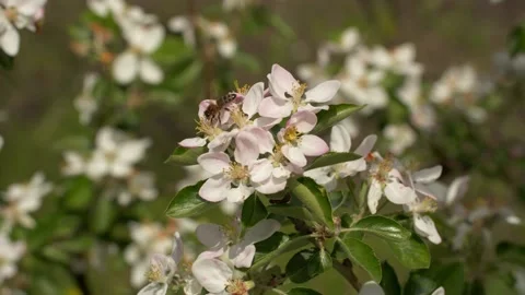 Bee on a white flower on a tree. Bee picking pollen from apple flower. Stock-Footage 154240791