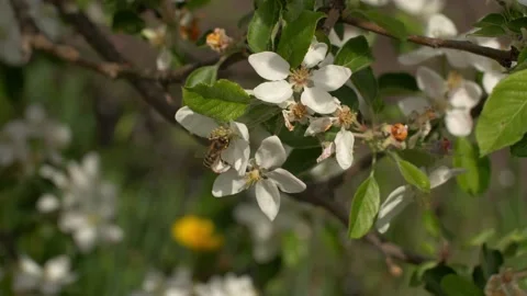 Bee on a white flower on a tree. Bee picking pollen from apple flower. Stock Footage 154240800