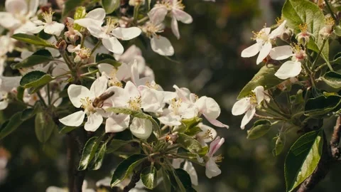 Bee on a white flower on a tree. Bee picking pollen from apple flower. Stock Footage 154240822